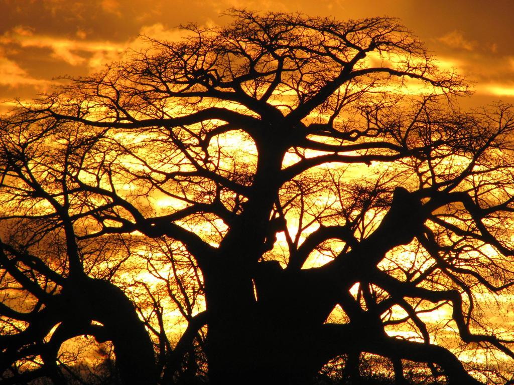 Hotel Maasai Simba Camp Amboseli Esterno foto