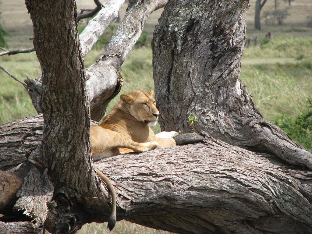 Hotel Maasai Simba Camp Amboseli Esterno foto