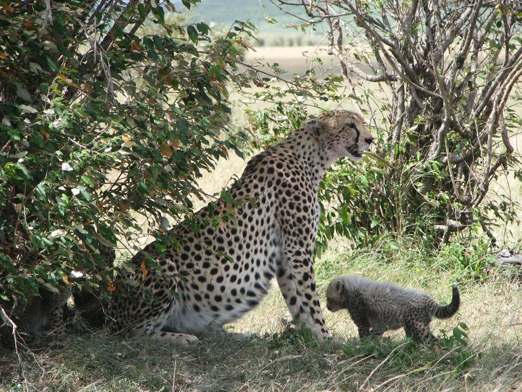 Hotel Maasai Simba Camp Amboseli Esterno foto