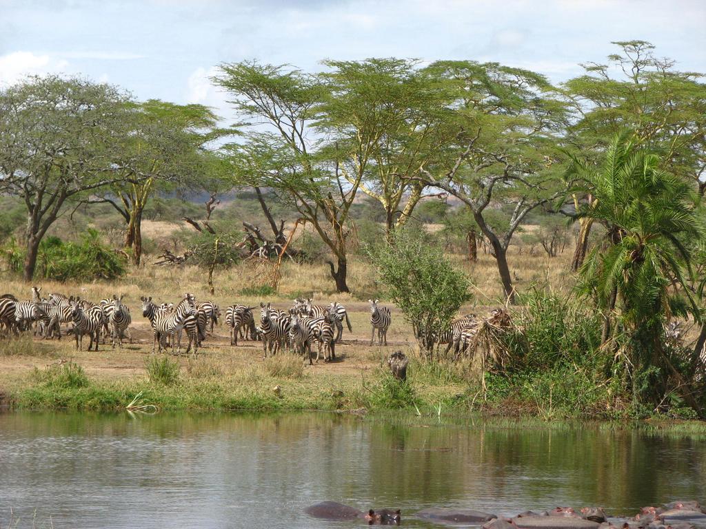 Hotel Maasai Simba Camp Amboseli Esterno foto